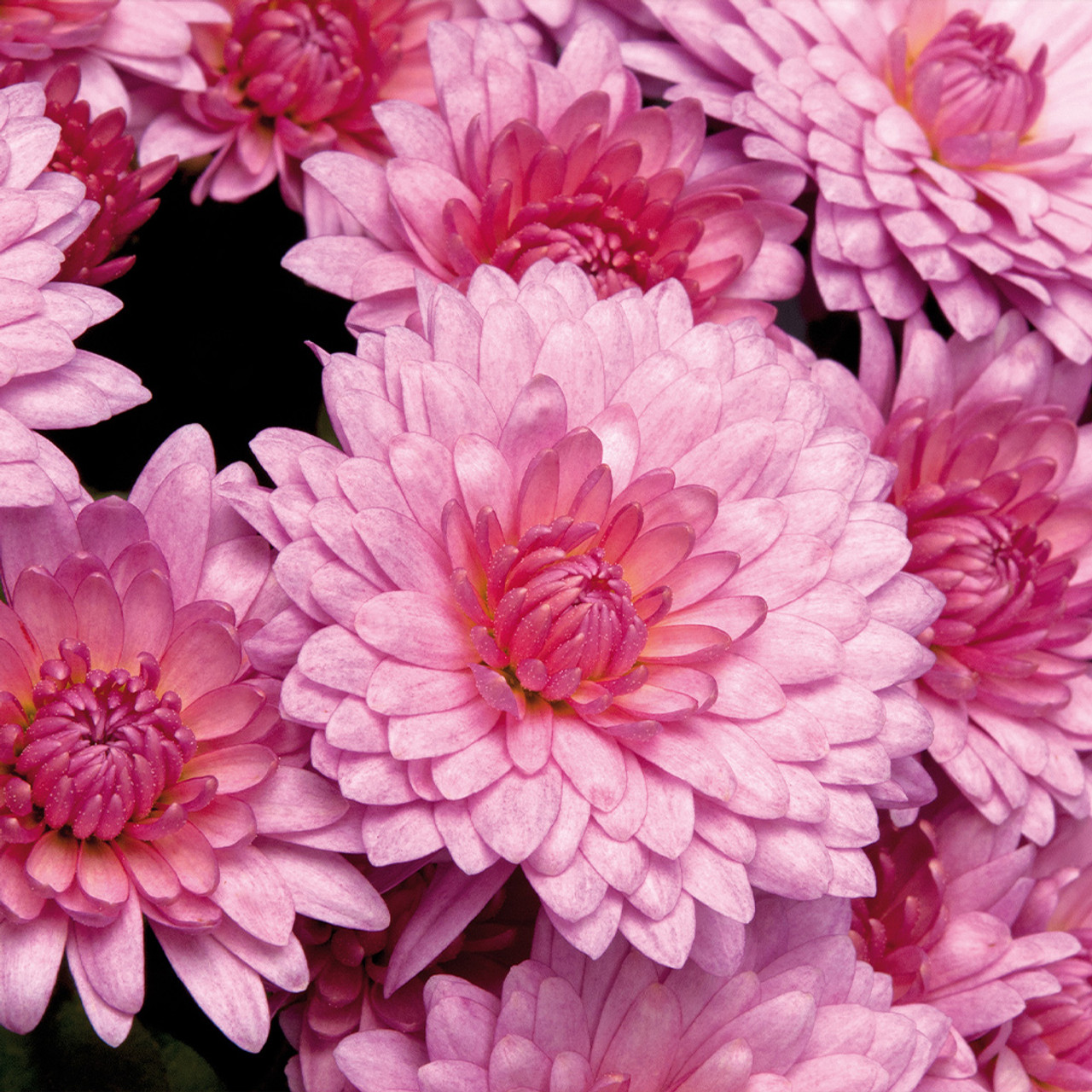 Chrysanthemum_Hardy_Rosano_Pink_Pink_0013921_2__47599
