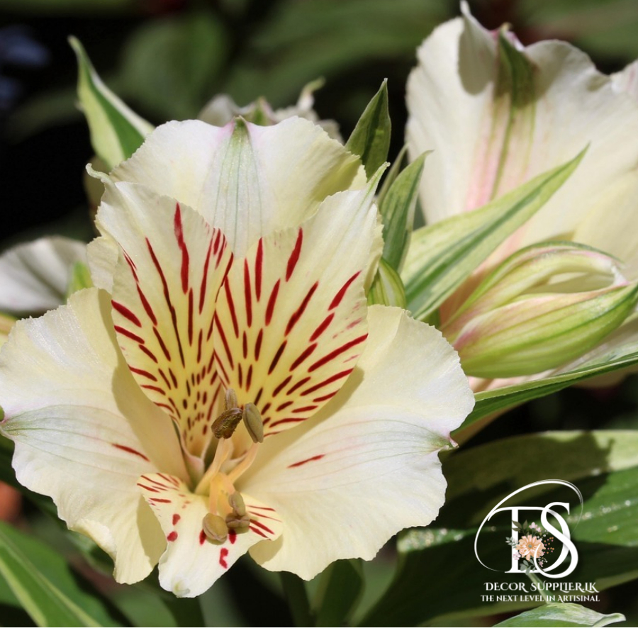 A New Design - Made with PosterMyWall (47)