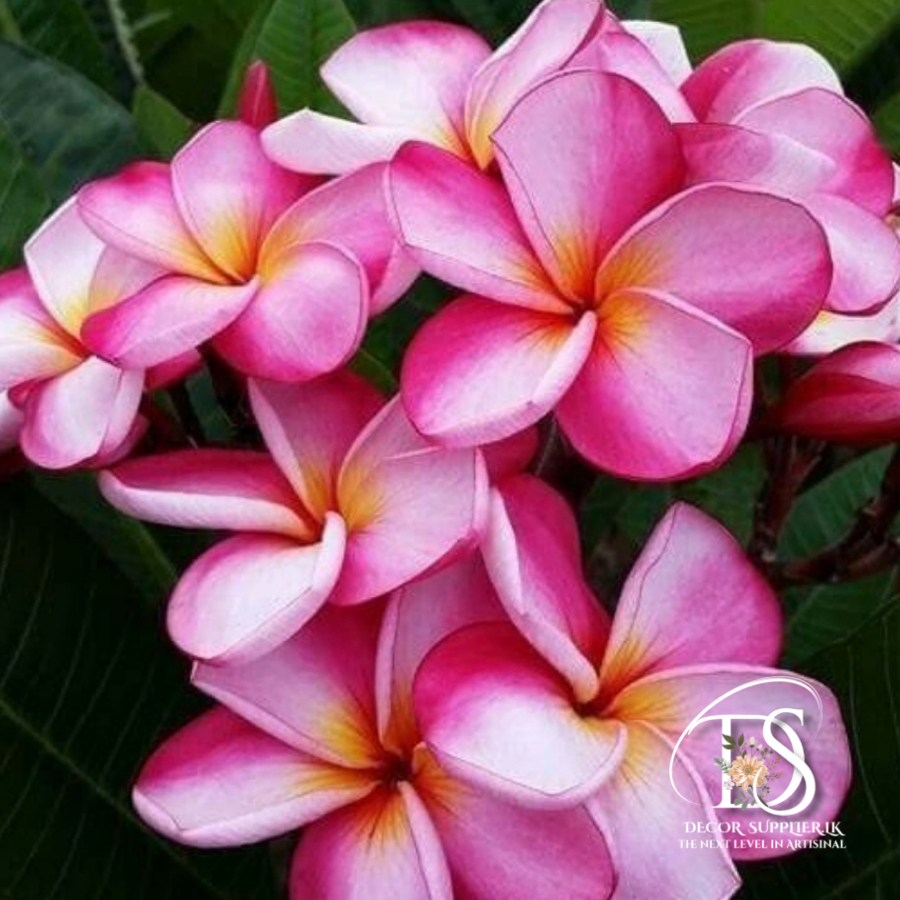 A New Design - Made with PosterMyWall (93)