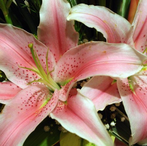 pink-flowers-2706114_1920